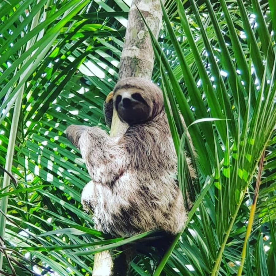 Pousada Recanto Dos Tangaras Juqueí Exterior foto